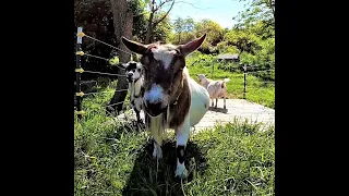 Land clearing with goats PART 2 | NIGERIAN DWARF GOATS CLEARING CREEK | ELECTRIC FENCE FOR GOATS