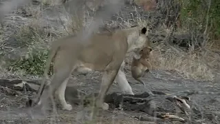 SafariLive Aug 23- Cuteness overload! Lioness Amber and her naughty cub