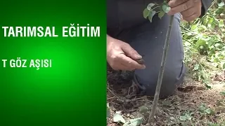 Tarımsal Eğitim - T Göz Aşısı