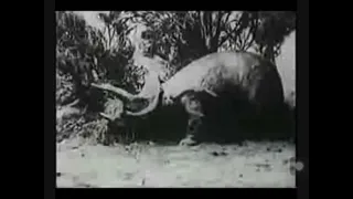 Ghost of slumber mountain (1918) | triceratops