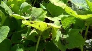 How to KILL Squash Bugs and Cucumber Beetles                    ERADICATED