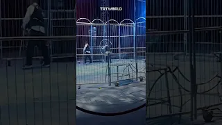 Lions break free from enclosure during circus show