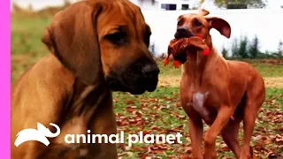 Rhodesian Ridgeback Pup Unleashes His Hunting Instincts | Too Cute!