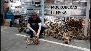 Московская Птичка. Разводня элитной рыбы. Пруды. Растения