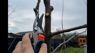 Pruning a neglected pear tree
