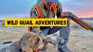 Arizona Quail Hunting Adventure #hunting #birdhunting #video