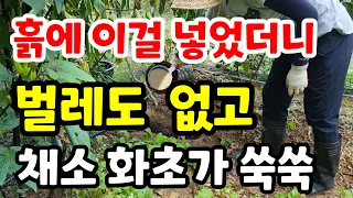 흙에 이걸 넣었더니 벌레도 없고 식물이 병들지 않아요 천연비료 유기농 건강한토양 친환경농사 정원화초 텃밭 마늘밭 양파밭 쪽파 식물종합영양제 미생물 부엽토  퇴비#액비#주말농장#귀농