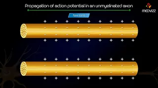 Propagation of action potential in an unmyelinated axon - Animated medical physiology