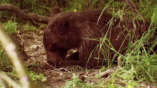 Анонс. ОиР. Охотничьи приключения в Норвегии с Кристоффером Клаусеном.