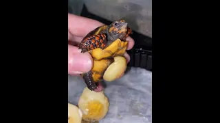 Baby Tortoises Hatching Out 🐢