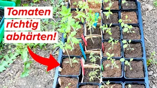 Tomaten abhärten! So solltest du vorgehen, um deine Tomaten an das neue Klima zu gewöhnen!