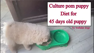 Culture pom puppy Diet for 45 days  to 3 months old puppy(2nd Diet)