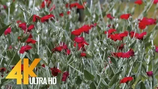 4K Backyard Flowers - Wonderful Flowers Video with Beautiful Bird Sounds - 3 HRS