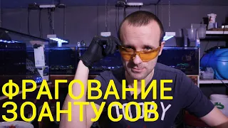 Фрагование зоантусов.