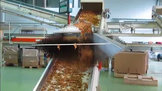 Tobacco processing line