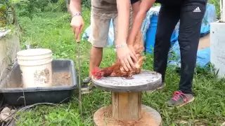 Puerto Rico - how to kill a chicken