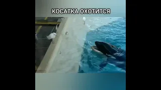 Хитрая Косатка Охотится