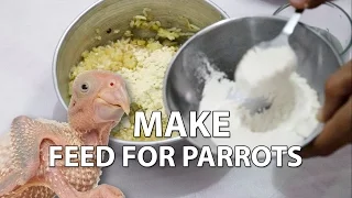 How to Make Healthy Feed for Baby Parrot at Home