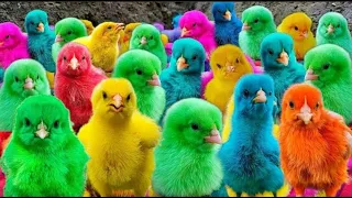 Tangkap Ayam Lucu, Ayam Warna Warni, Ayam Rainbow Gokil, Kelinci, Kucing Lucu, Bebek, Hewan Lucu #02