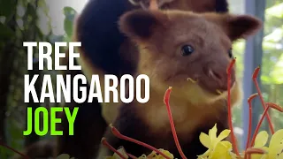 Tree Kangaroo Joey Naming Announcement… Introducing Taro!