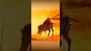 Зебры в битве с дикими кошками.