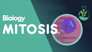 Mitosis - Stages of Mitosis | Cells | Biology | FuseSchool