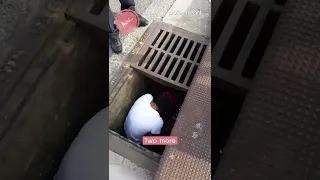 Woman Helps Save Ducklings in Storm Drain | Shorts