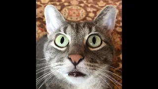 Cats Are Crazy 😹 - Funny And Cute Cat Videos 2021 | International Cat