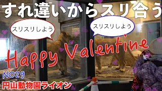 No29 ライオンの愛のキス！クレイとイトのほほえましい一幕💕　ライオンの日常♪ イト＆クレイ #円山動物園 #lion #maruyamazoosapporo