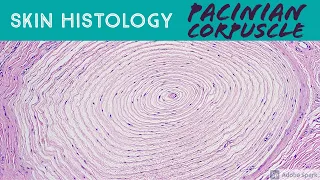 Skin Histology: PACINIAN CORPUSCLE (MY FAVE!!!)