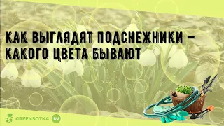 Как выглядят подснежники — какого цвета бывают