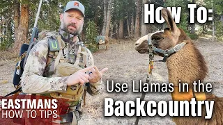 How to Use a Llama for Hunting or Backpacking @wyomingllamas
