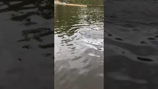 Portuguese Water Dog Diving Underwater