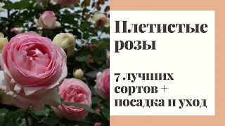 7 лучших сортов плетистых роз и агротехника их выращивания