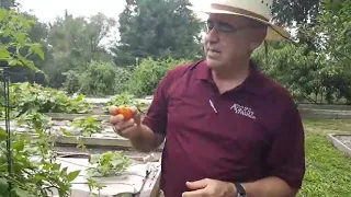 Vegetables You Can Grow in the Texas Summer Heat