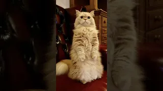 Funny animals 2023😆 - Funniest Cats and Dogs Video🐕🐈253 #shorts