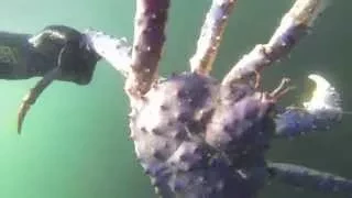 Камчатский краб. Баренцево море. King crabs