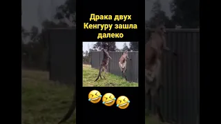 Драка двух кенгуру #приколы#кенгуру#драки