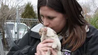 SPCA of Texas Puppy Mill Stories