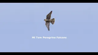 Mt Tom Peregrine Falcons
