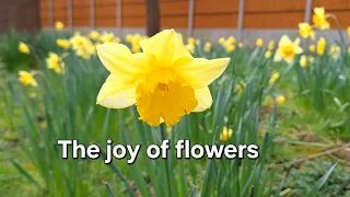 The joy of flowers: a medley of beautiful, colourful beauties
