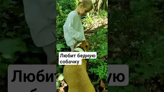 бедная собака