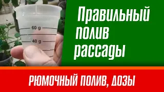 Как  правильно поливать рассаду помидор после пикировки. Надежный способ от профессионалов.