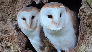 Barn Owls' Legacy of Love  | Full Story | Gylfie & Finn | Robert E Fuller