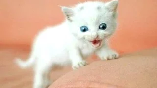 Funny Cats And Kittens Meowing Compilation 2015 || NEW