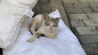 Sweet Cats and kitten living on the street. 🐈😍