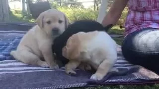 5-week-old Labrador puppies