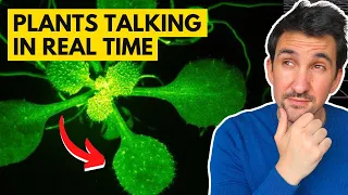 Mind-Blowing Footage Reveals Plants Talking to Each Other