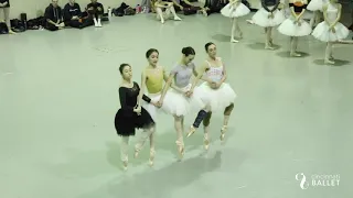 The Dance of the Little Swans