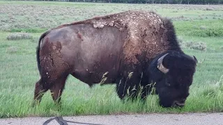 Up Close with an American Bison!   Theodore Roosevelt National Park   May 31, 2018